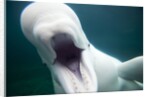 Beluga Whale, Mystic Aquarium, Connecticut by Anonymous