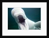 Beluga Whale, Mystic Aquarium, Connecticut by Anonymous