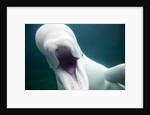 Beluga Whale, Mystic Aquarium, Connecticut by Anonymous