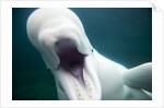 Beluga Whale, Mystic Aquarium, Connecticut by Anonymous