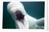 Beluga Whale, Mystic Aquarium, Connecticut by Anonymous
