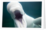 Beluga Whale, Mystic Aquarium, Connecticut by Anonymous