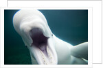 Beluga Whale, Mystic Aquarium, Connecticut by Anonymous
