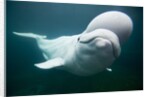 Beluga Whale, Mystic Aquarium, Connecticut by Anonymous