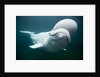 Beluga Whale, Mystic Aquarium, Connecticut by Anonymous