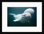 Beluga Whale, Mystic Aquarium, Connecticut by Anonymous