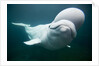 Beluga Whale, Mystic Aquarium, Connecticut by Anonymous