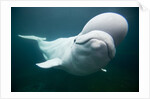 Beluga Whale, Mystic Aquarium, Connecticut by Anonymous