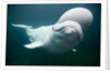 Beluga Whale, Mystic Aquarium, Connecticut by Anonymous