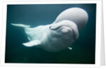Beluga Whale, Mystic Aquarium, Connecticut by Anonymous