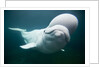Beluga Whale, Mystic Aquarium, Connecticut by Anonymous