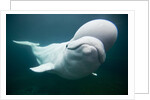 Beluga Whale, Mystic Aquarium, Connecticut by Anonymous