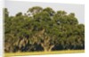 Spanish Moss, Pineland, Florida by Anonymous