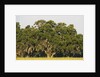 Spanish Moss, Pineland, Florida by Anonymous