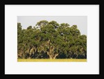 Spanish Moss, Pineland, Florida by Corbis