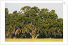 Spanish Moss, Pineland, Florida by Corbis