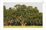 Spanish Moss, Pineland, Florida by Anonymous