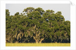 Spanish Moss, Pineland, Florida by Corbis