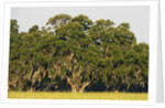 Spanish Moss, Pineland, Florida by Corbis