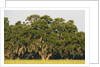 Spanish Moss, Pineland, Florida by Corbis