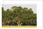 Spanish Moss, Pineland, Florida by Corbis