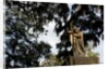 Bonaventure Cemetery, Savanna, Georgia by Anonymous