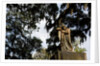 Bonaventure Cemetery, Savanna, Georgia by Anonymous