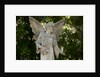Bonaventure Cemetery, Savannah, Georgia by Anonymous
