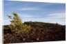 Volcanic Lava Fields, Craters of the Moon National Monument, Idaho by Anonymous
