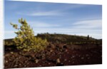 Volcanic Lava Fields, Craters of the Moon National Monument, Idaho by Anonymous
