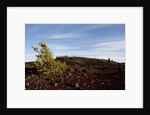 Volcanic Lava Fields, Craters of the Moon National Monument, Idaho by Anonymous