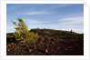 Volcanic Lava Fields, Craters of the Moon National Monument, Idaho by Anonymous