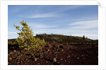 Volcanic Lava Fields, Craters of the Moon National Monument, Idaho by Anonymous