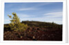 Volcanic Lava Fields, Craters of the Moon National Monument, Idaho by Anonymous
