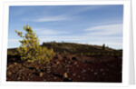 Volcanic Lava Fields, Craters of the Moon National Monument, Idaho by Anonymous