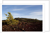 Volcanic Lava Fields, Craters of the Moon National Monument, Idaho by Anonymous