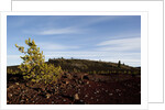 Volcanic Lava Fields, Craters of the Moon National Monument, Idaho by Anonymous