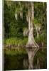 Bayou, New Orleans, Louisiana by Anonymous