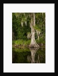 Bayou, New Orleans, Louisiana by Anonymous