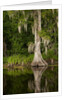 Bayou, New Orleans, Louisiana by Anonymous