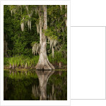 Bayou, New Orleans, Louisiana by Anonymous