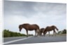 Wild Horses by Anonymous