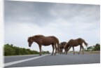 Wild Horses by Anonymous