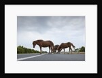 Wild Horses by Anonymous