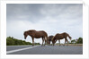 Wild Horses by Anonymous