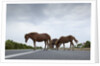 Wild Horses by Anonymous