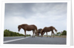 Wild Horses by Anonymous