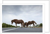 Wild Horses by Anonymous