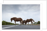Wild Horses by Anonymous