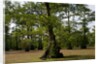 Merchants Millpond State Park, North Carolina by Anonymous